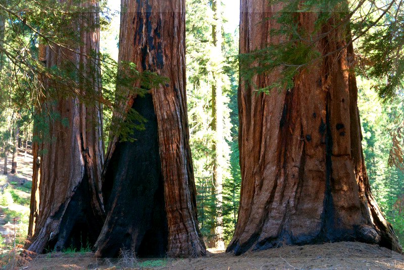 Sequoia_16.jpg