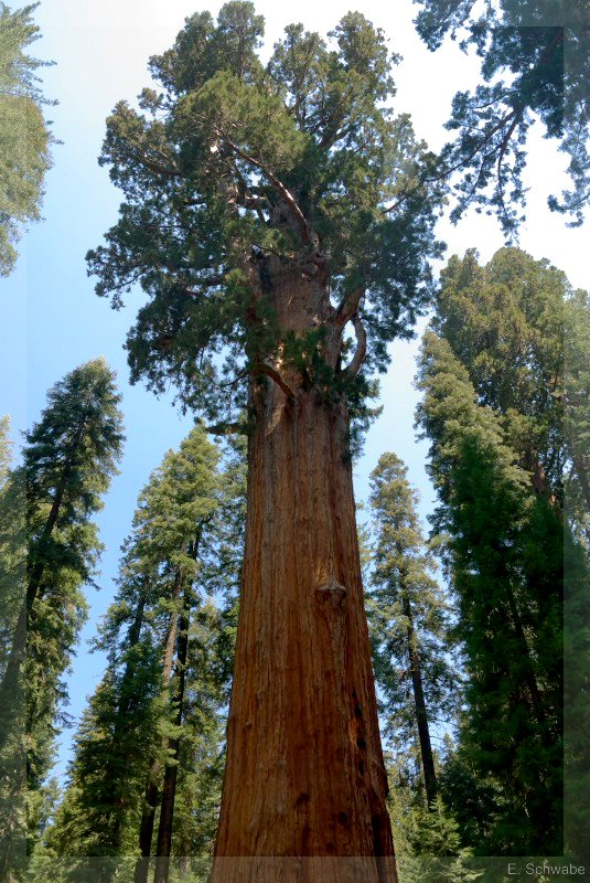 Sequoia_19.jpg