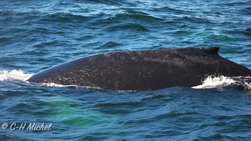 08.10-Cape Cod MA-Hyannis-Whale Watching Cruise_15.jpg