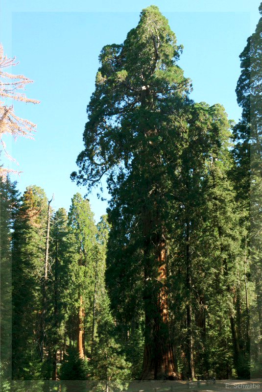 Sequoia_15.jpg