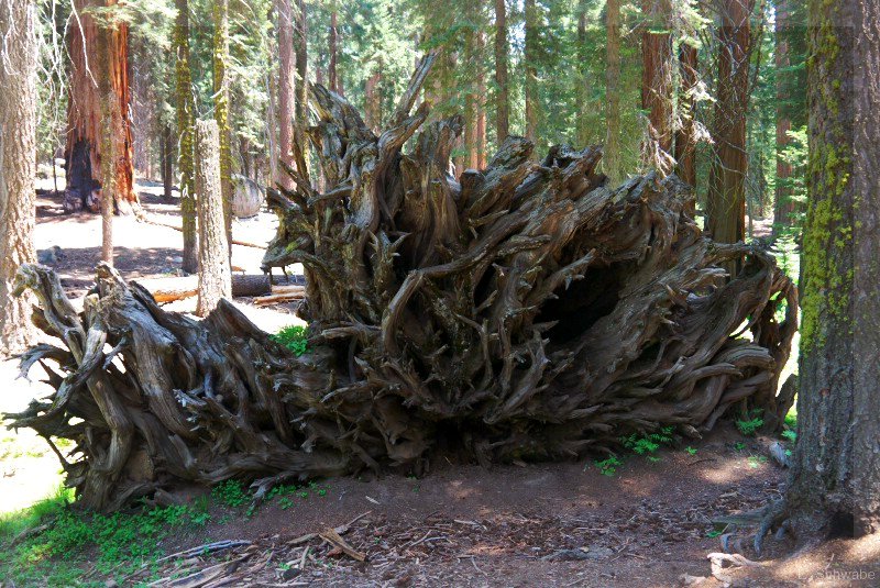 Sequoia_23.jpg