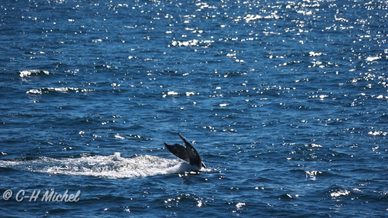 08.10-Cape Cod MA-Hyannis-Whale Watching Cruise_30.jpg