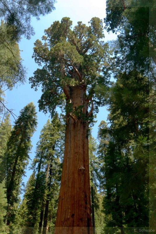 Sequoia_20.jpg