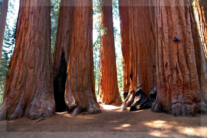 Sequoia_25.jpg