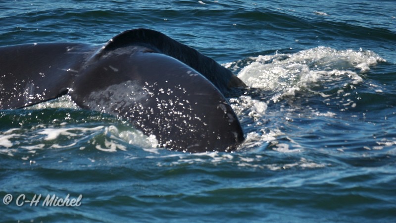 08.10-Cape Cod MA-Hyannis-Whale Watching Cruise_13.jpg