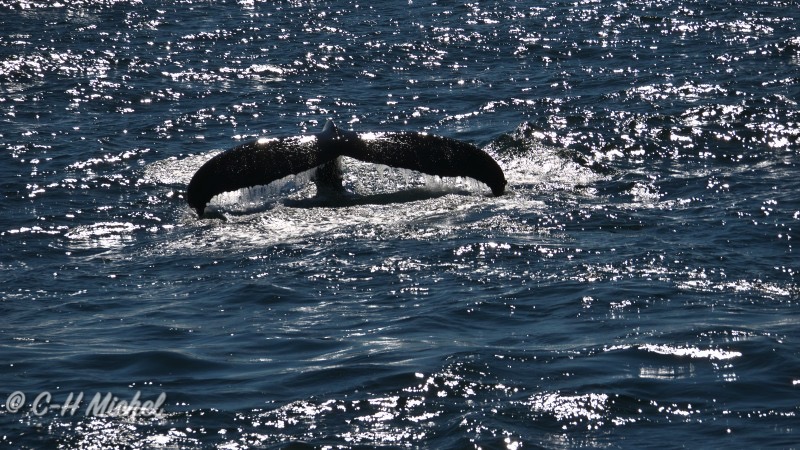 08.10-Cape Cod MA-Hyannis-Whale Watching Cruise_36.jpg