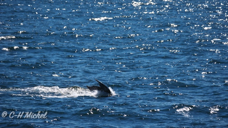 08.10-Cape Cod MA-Hyannis-Whale Watching Cruise_31.jpg