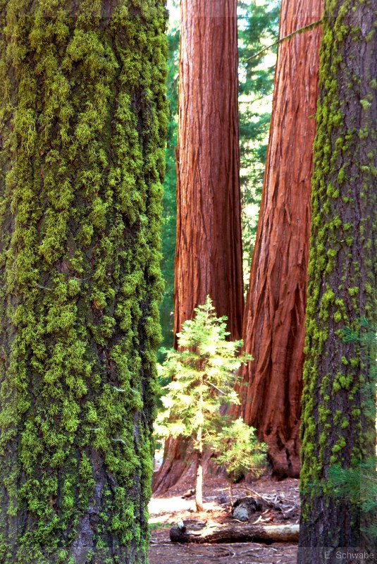 Sequoia_18.jpg