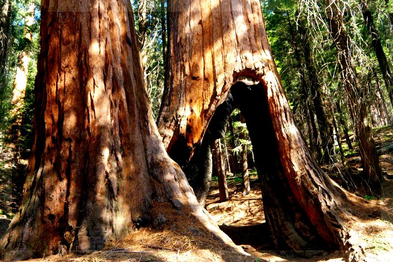 Sequoia_17.jpg
