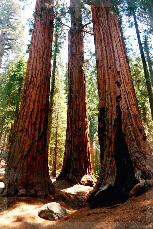 Sequoia_21.jpg