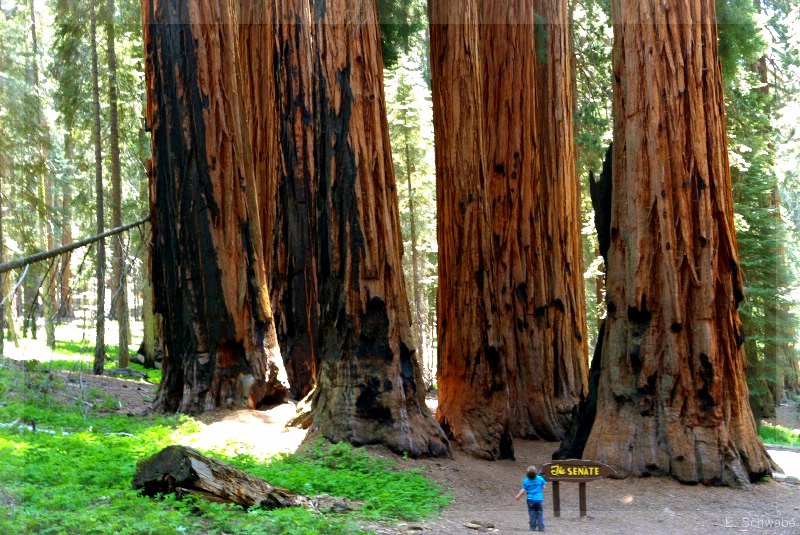Sequoia_22.jpg